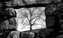 Window & Ash Tree, Swincombe, Dartmoor.